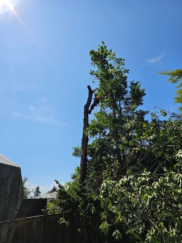 North Van Tree Care Pros Inc., photograph 3 of Lonsdale