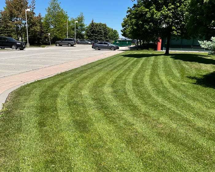 landscaping by Papas Property Solutions in Agincourt