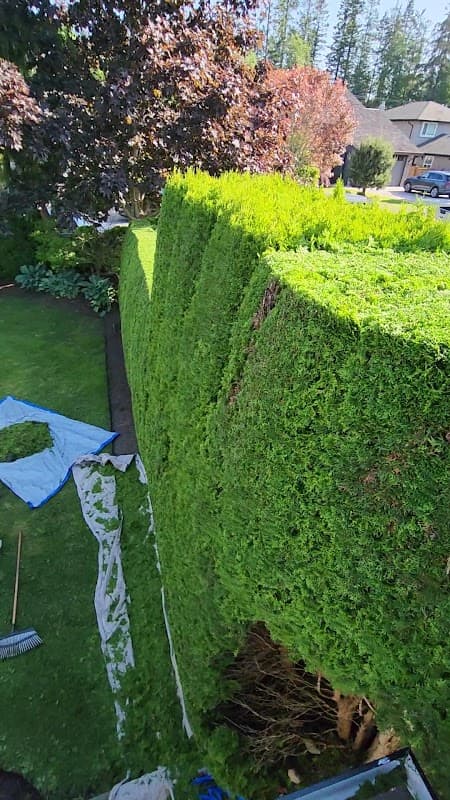 Pinecrest Hedge & Tree Care, photograph 3 of Tsawwassen