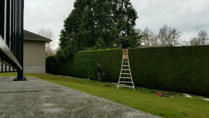 Pinecrest Hedge & Tree Care, photograph 4 of Tsawwassen