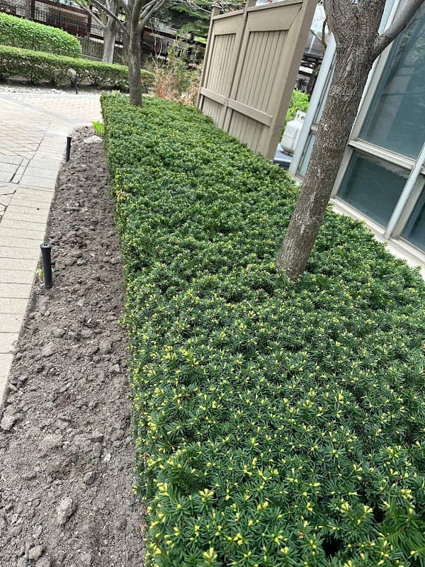 lawn care by Procut lawn Care and weed control in Scarborough Town Centre