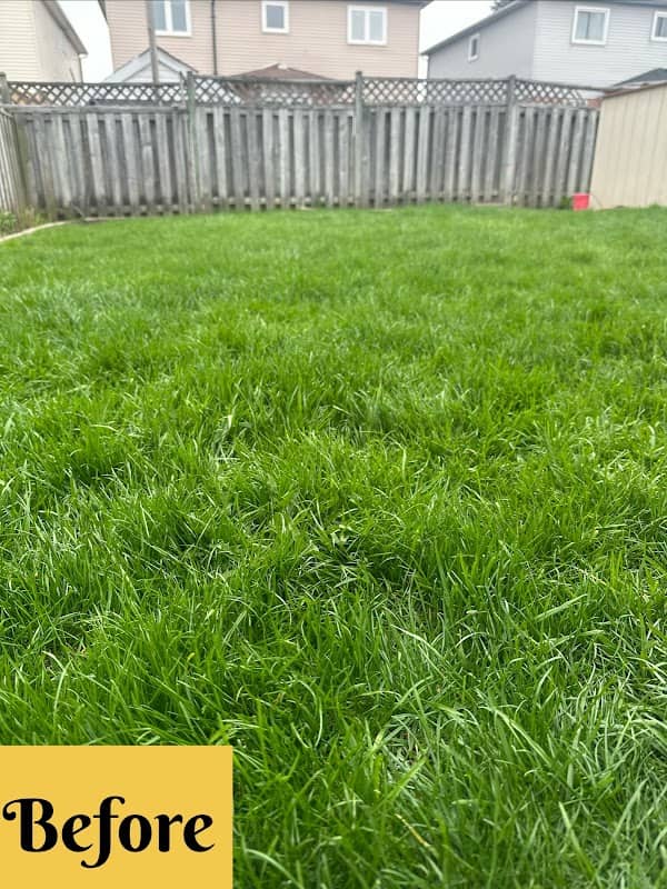 Procut lawn Care and weed control, photograph 2 of Scarborough Town Centre