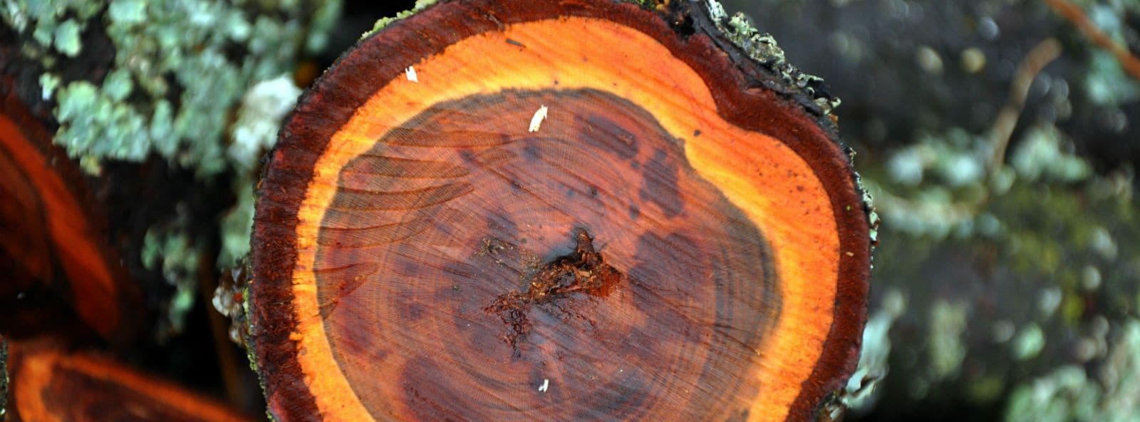 Ridge Meadows Tree Service, photograph 2 of Pitt Meadows