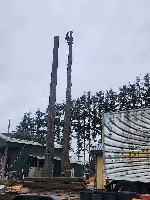 tree services by Roots & Connections Tree Service in Pitt Meadows