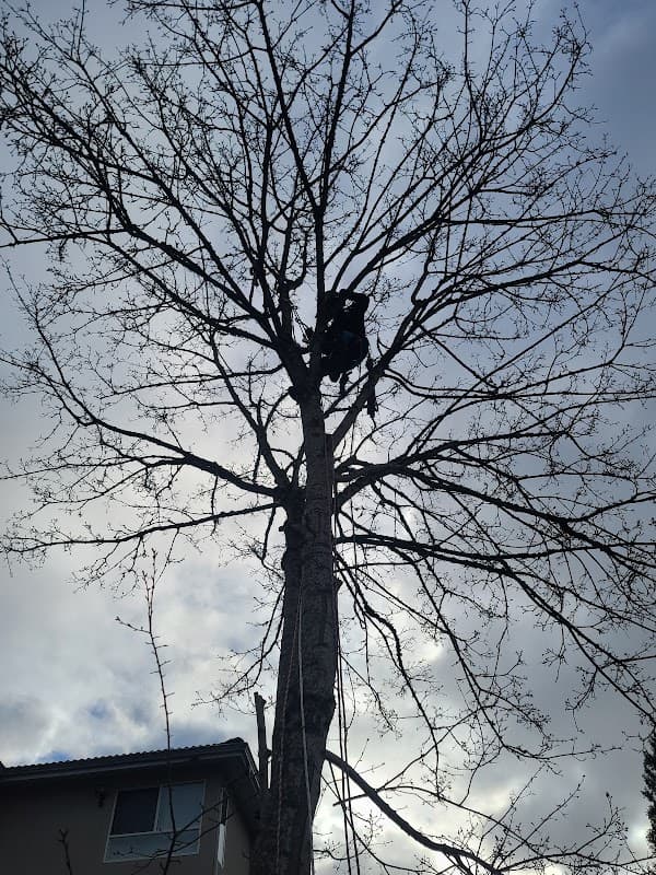 Roots & Connections Tree Service, photograph 2 of Pitt Meadows