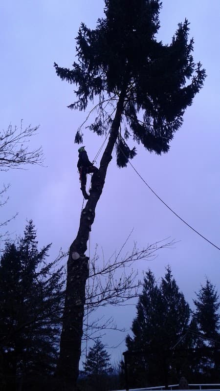tree services by Royal Wood Tree Service in Tsawwassen