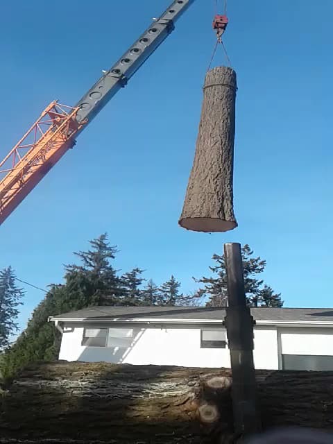 Royal Wood Tree Service, photograph 2 of Tsawwassen