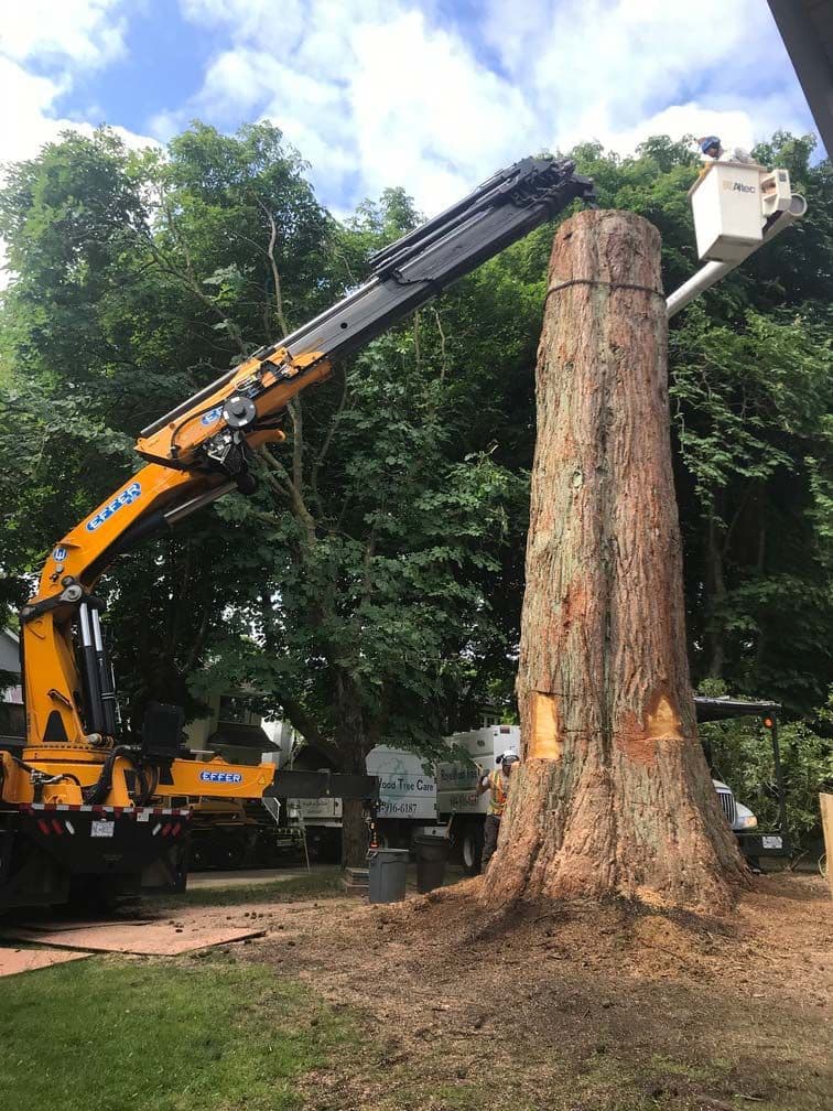 Royal Wood Tree Service, photograph 4 of Tsawwassen