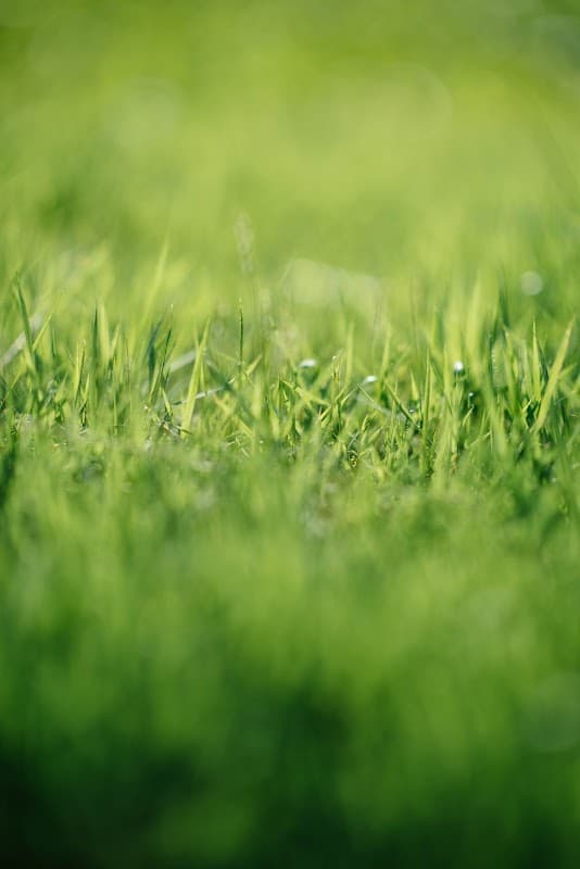 lawn care by Select Sprinklers Inc. in Port Coquitlam