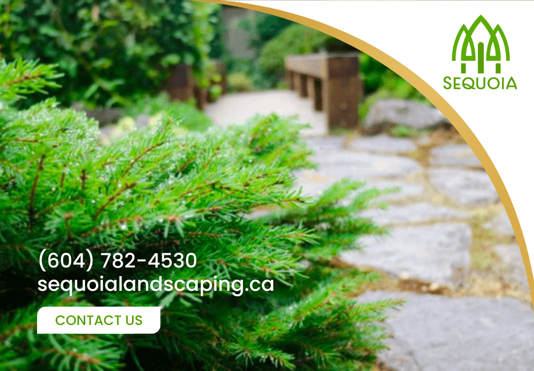 landscaping by Sequoia Landscape Services in Metrotown