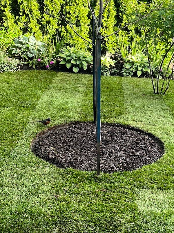 Sodding Canada - Sod Installation & Lawn Replacement, photograph 2 of Vaughan