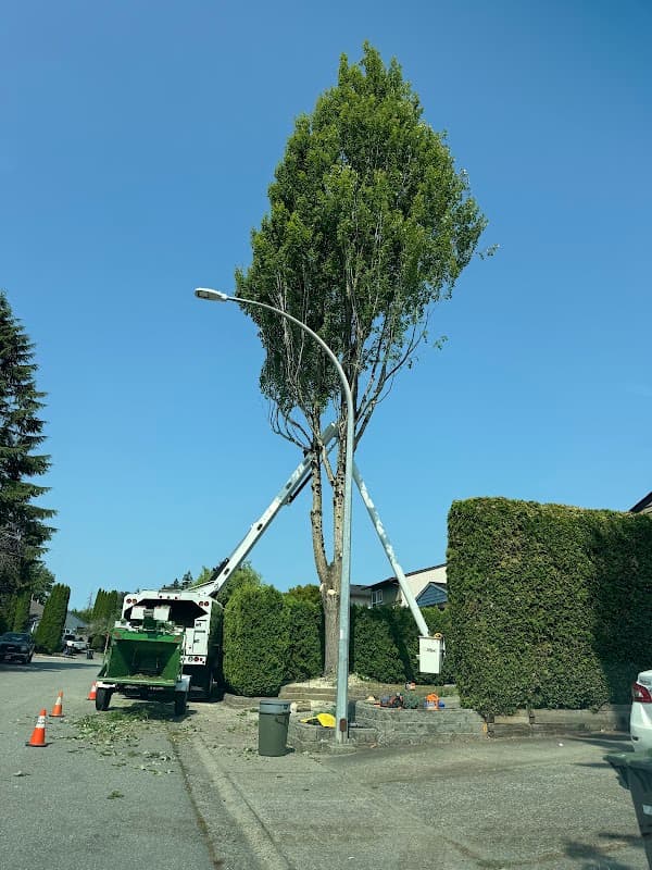 Specialized Tree Care, photograph 2 of Port Coquitlam