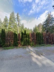 Stump Grinding BC, photograph 3 of Maple Ridge