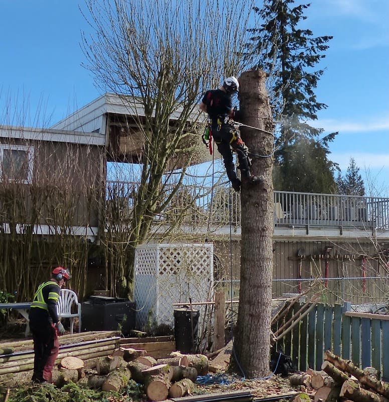tree services by StumpMaster in Port Coquitlam