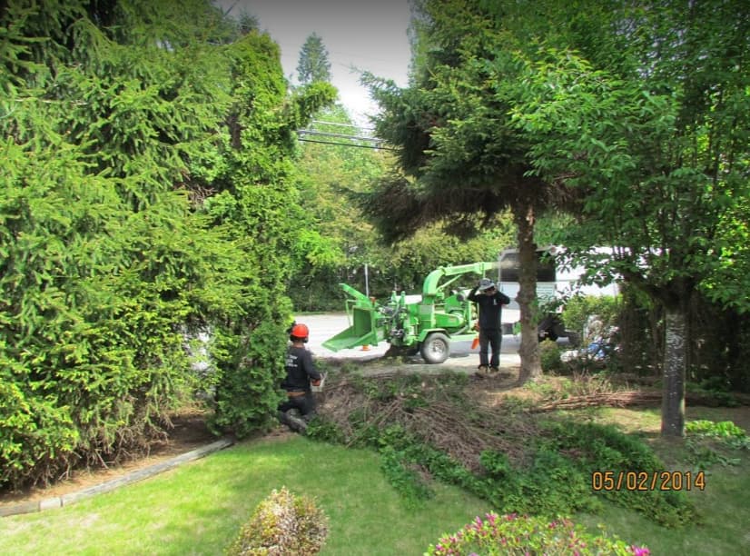 tree services by Tall Timber Tree Services - North Delta in South Surrey