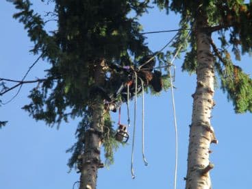 The Arborist, photograph 4 of Surrey
