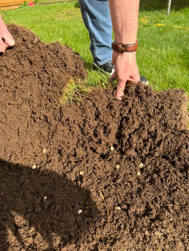 lawn care by The Grubinator Grub Control in Maple Ridge