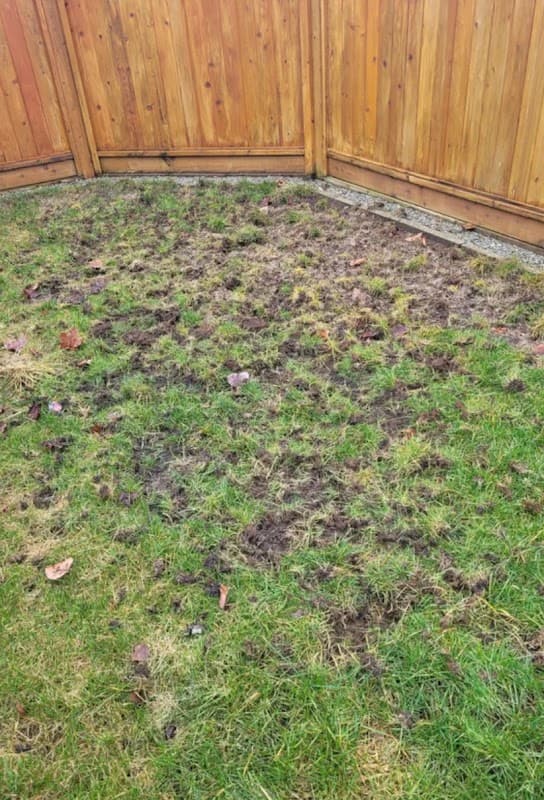 The Grubinator Grub Control, photograph 2 of Maple Ridge