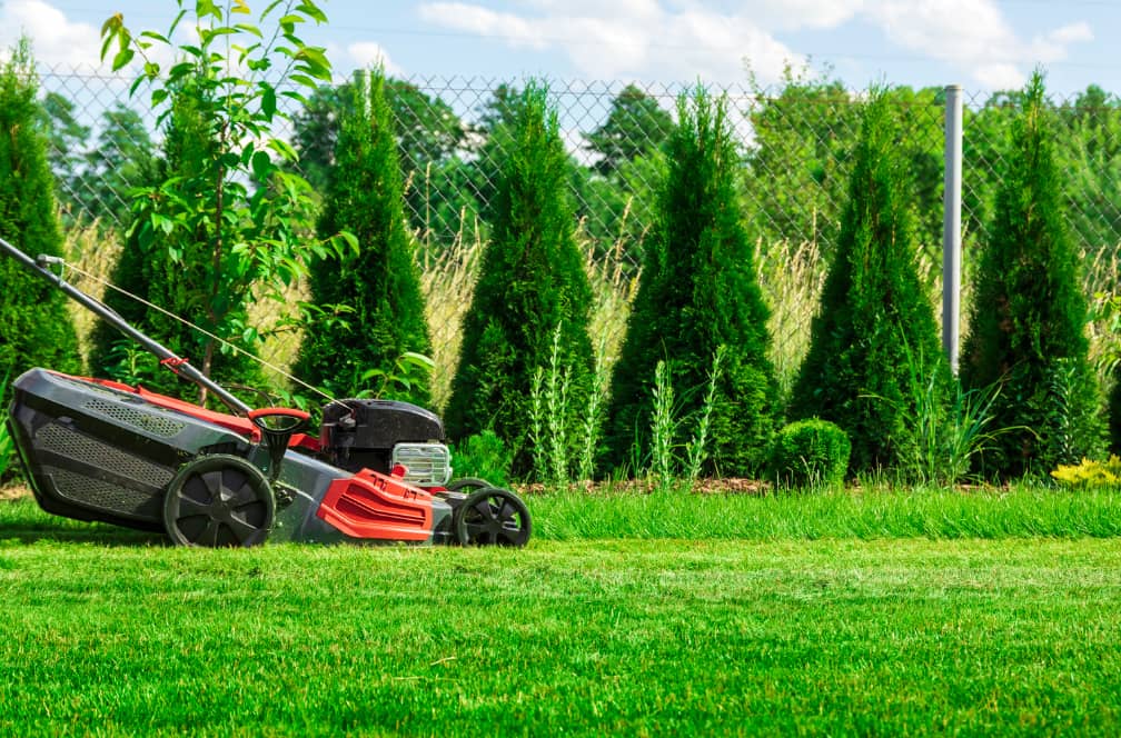 lawn care by Toronto Lawn Mowing Solutions in Islington-City Centre West