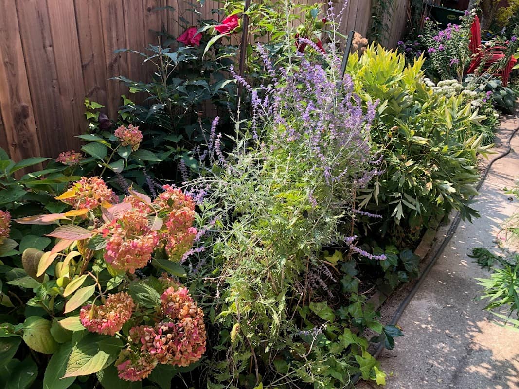 landscaping by Tranquility Garden Design in Little Italy
