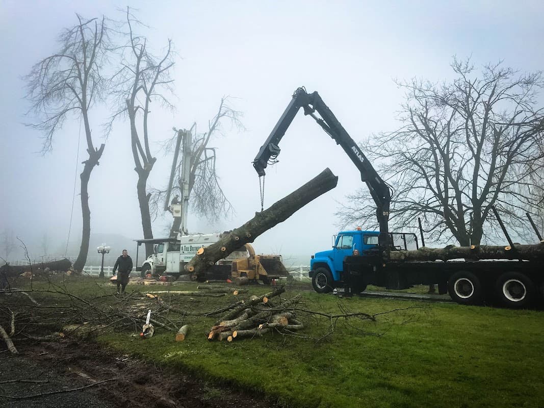 tree services by Tree Brothers LTD in New Westminster
