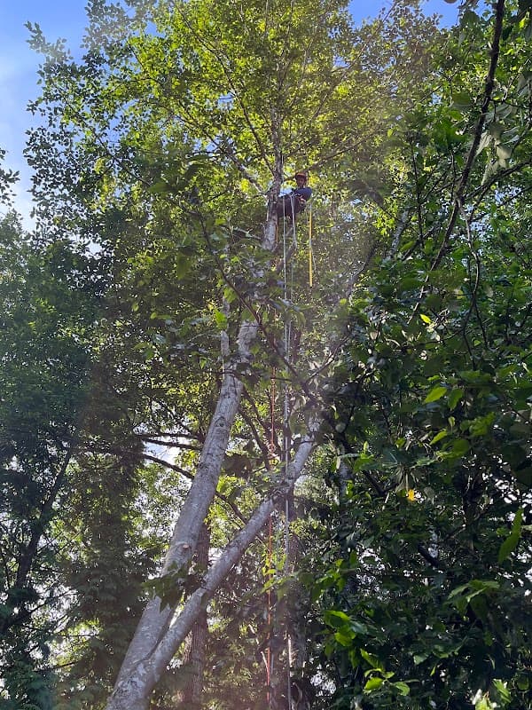 tree services by TREESENSE CARE in Burnaby North