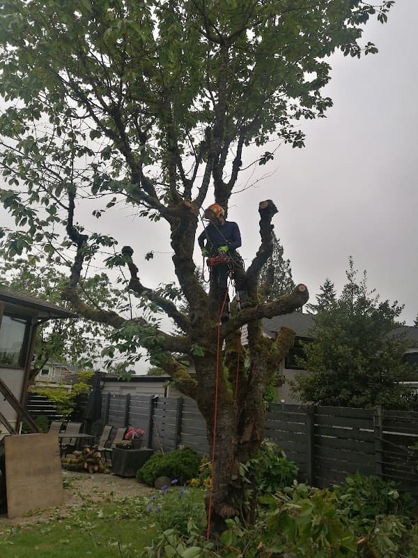 TREESENSE CARE, photograph 2 of Burnaby North