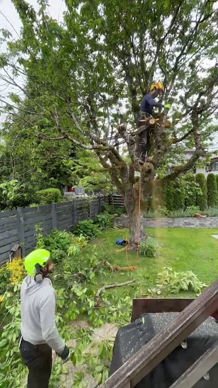 TREESENSE CARE, photograph 3 of Burnaby North