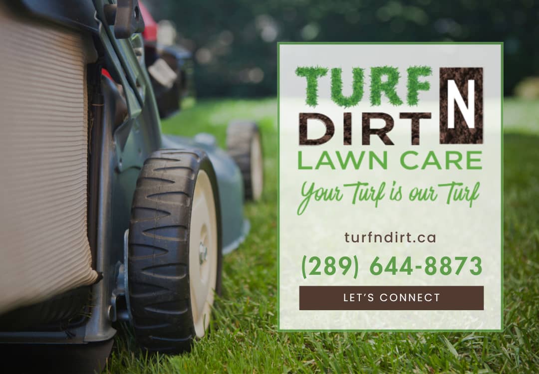 lawn care by TurfNDirt Lawn Care in Islington-City Centre West