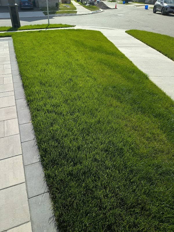 lawn care by TVN Property Maintenance INC. in Oakville