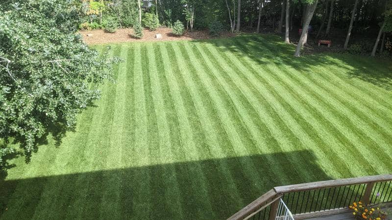 lawn care by Ultimate Lawn Care in Islington-City Centre West