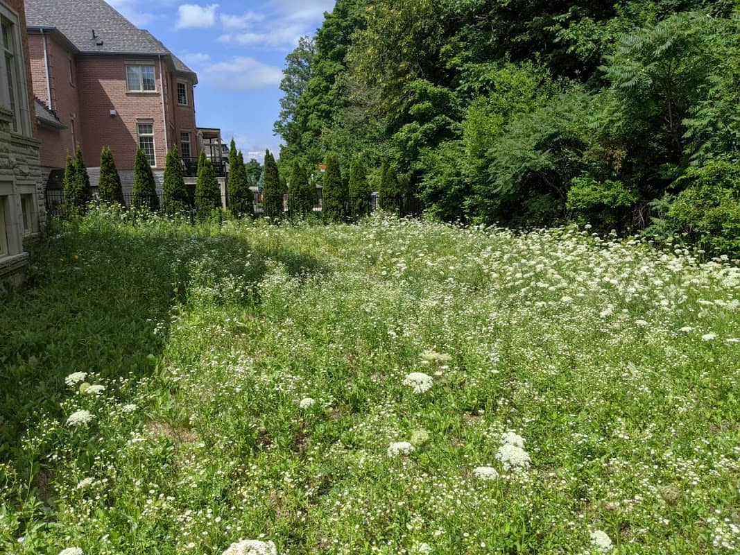 Ultimate Lawn Care, photograph 2 of Islington-City Centre West