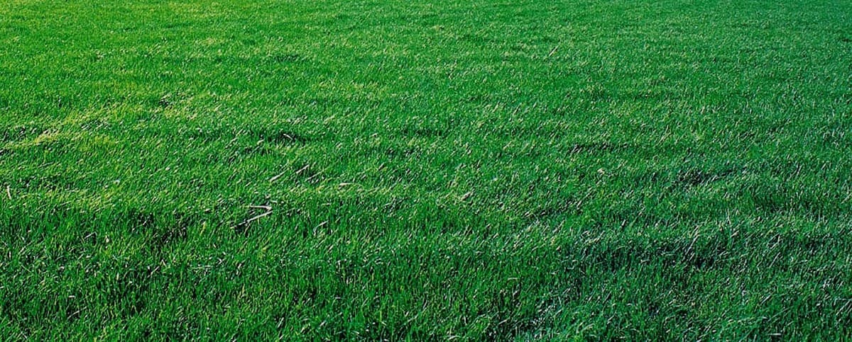 lawn care by University Sprinklers in Tsawwassen