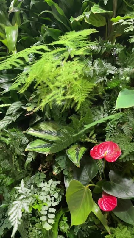 Vertical Oxygen living walls, photograph 3 of Maple Ridge