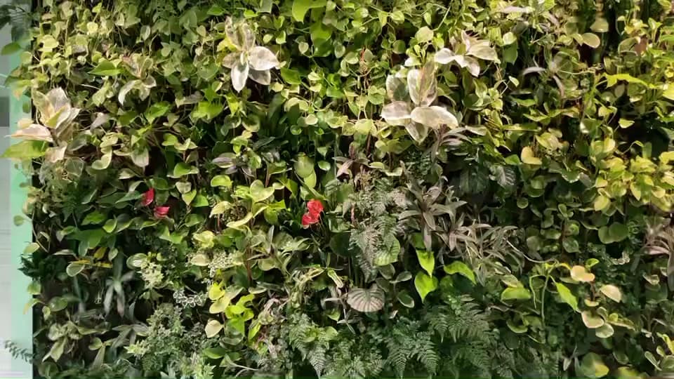 Vertical Oxygen living walls, photograph 6 of Maple Ridge