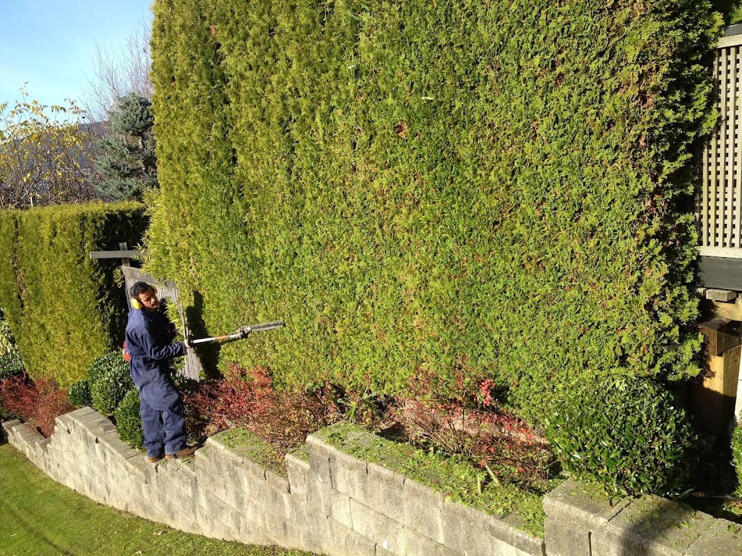 tree services by West Vancouver Tree Service Contracting in Dundarave