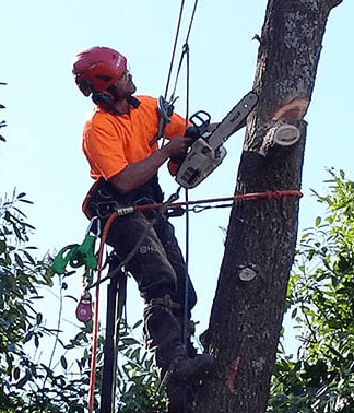West Vancouver Tree Service Contracting, photograph 2 of Dundarave