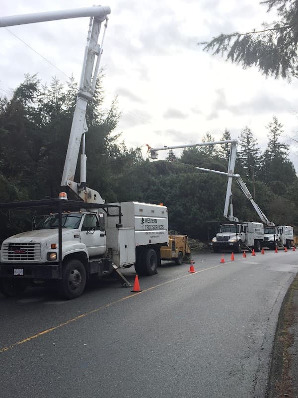 tree services by Western Tree Services in Lonsdale