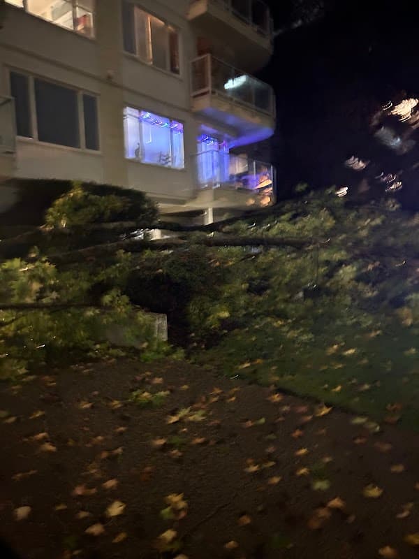 Western Tree Services, photograph 2 of Lonsdale