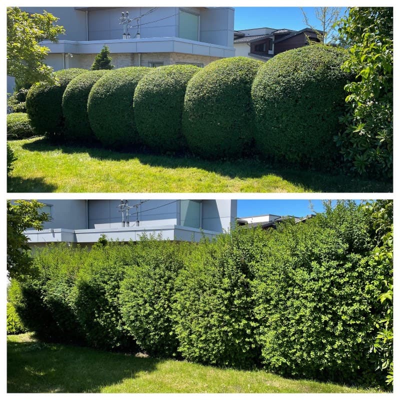 landscaping by White Rock Lawn and Yard Care Ltd. in White Rock
