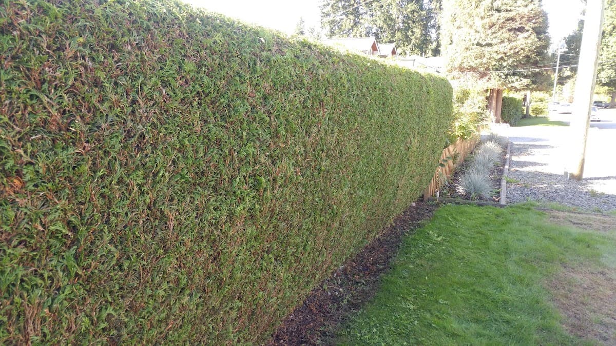 landscaping by WJT Yard Services in Coquitlam