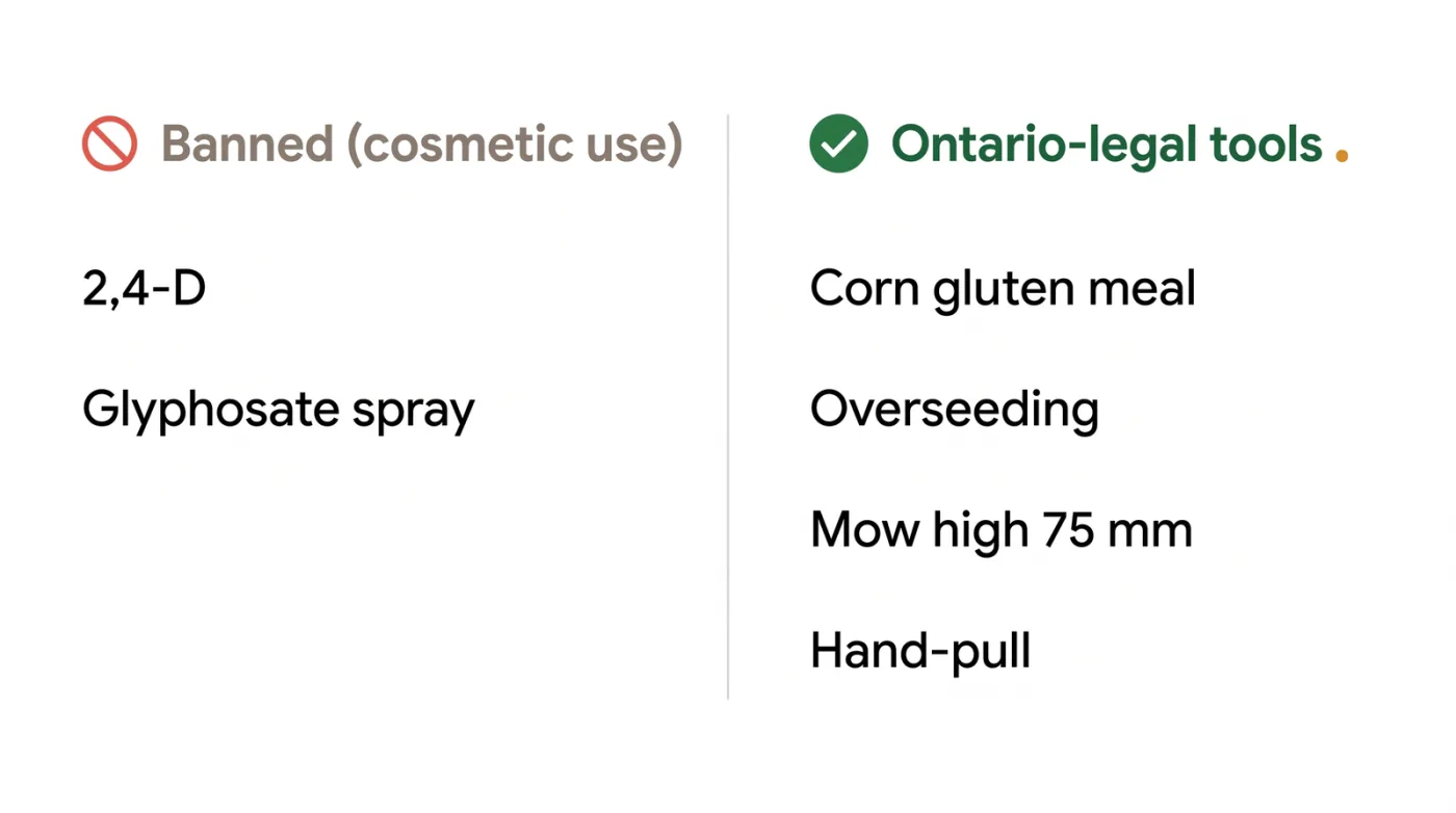 Graphic comparing the synthetic lawn pesticides that Ontario prohibits with the alternatives that are allowed: corn gluten meal, overseeding, high mowing, and hand-pulling.